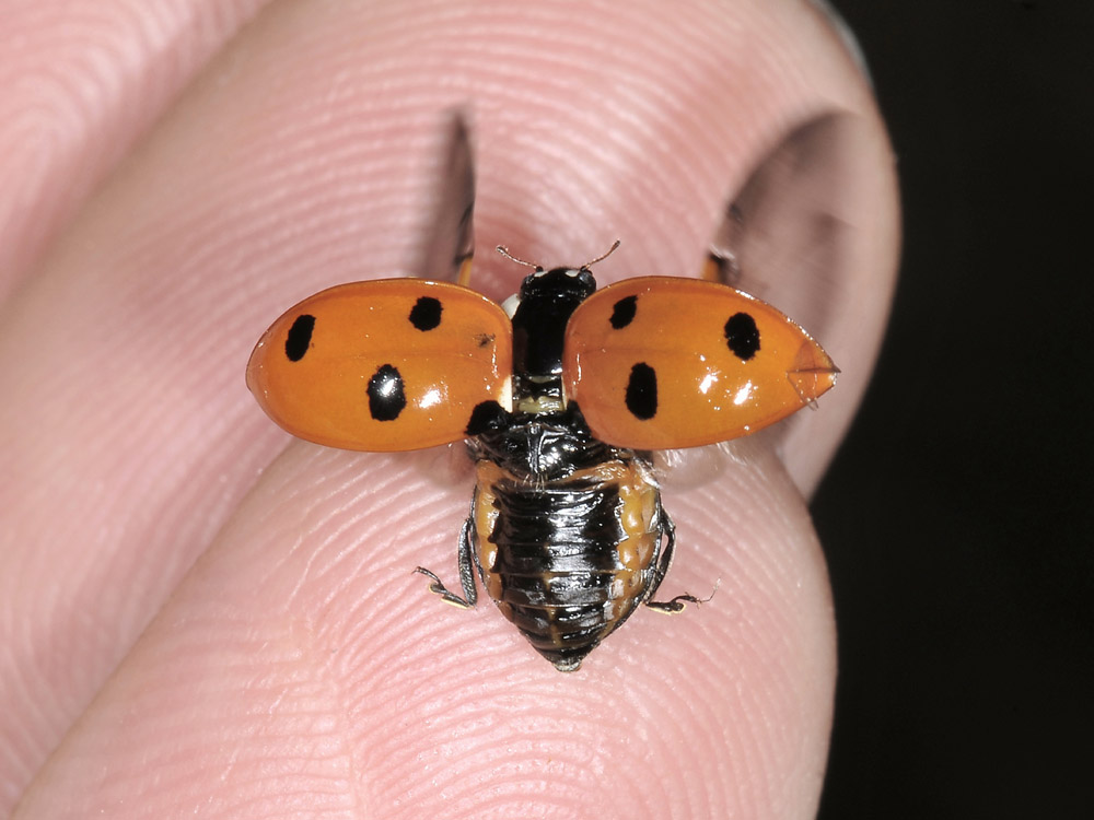 Coccinella septempunctata. Questioni di precedenza